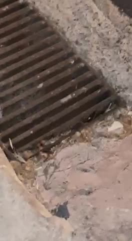 Anteprima video