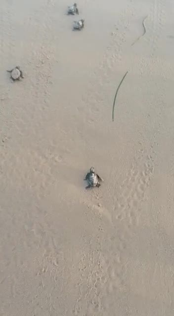 Anteprima video