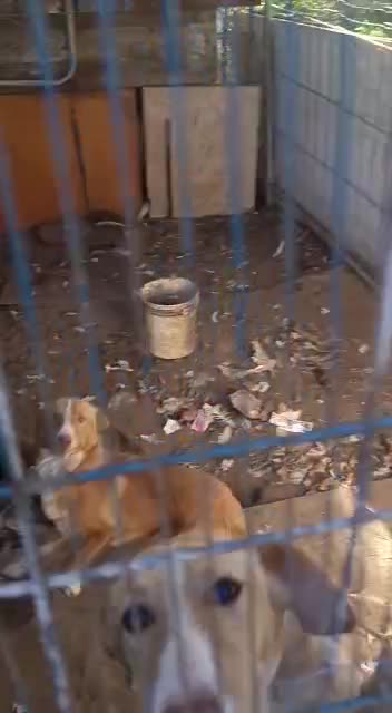 Anteprima video