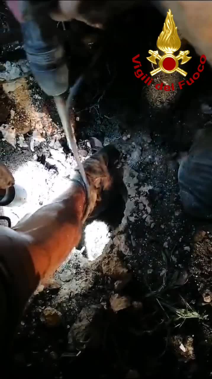 Anteprima video