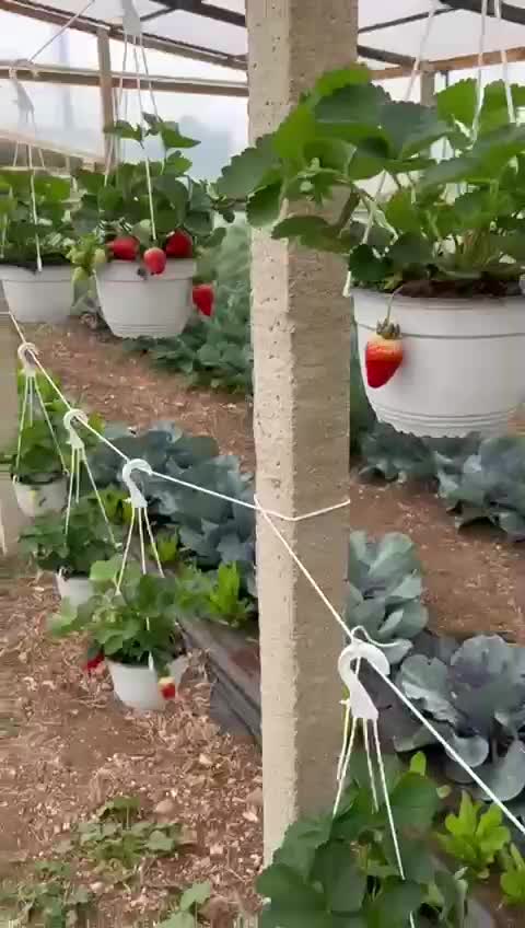 Anteprima video
