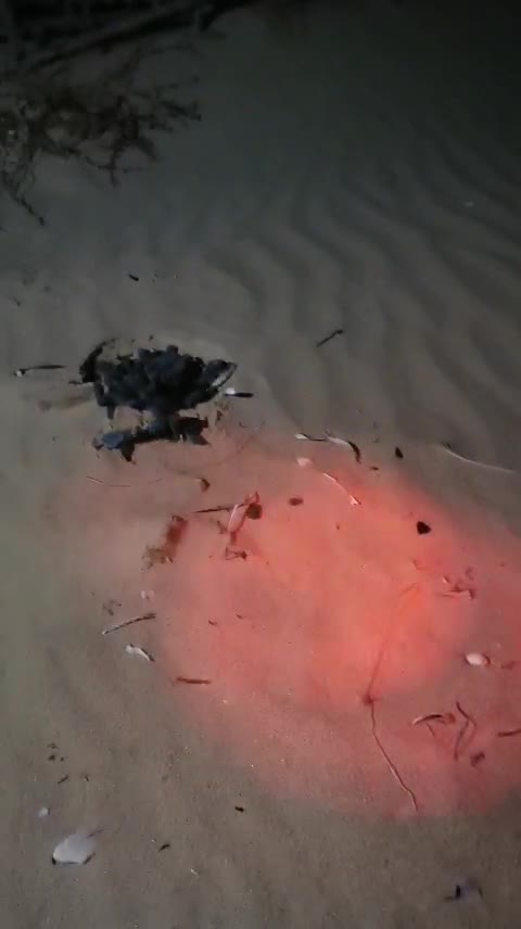 Anteprima video